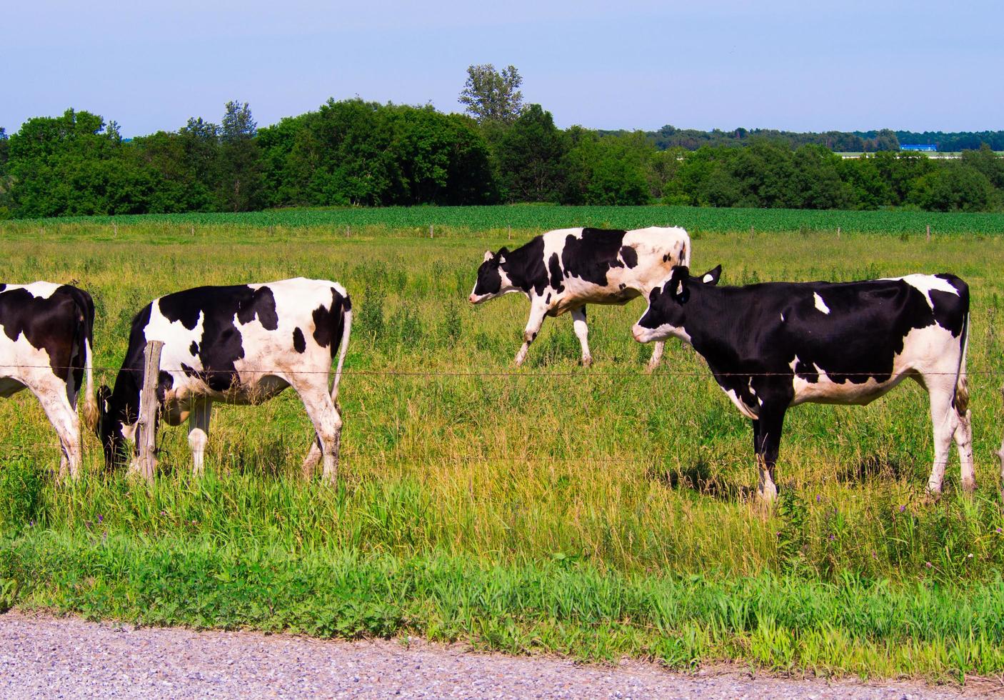 Kühe auf einem Feld neben einem Zaun mit Wald im Hintergrund und klarem blauem Himmel foto