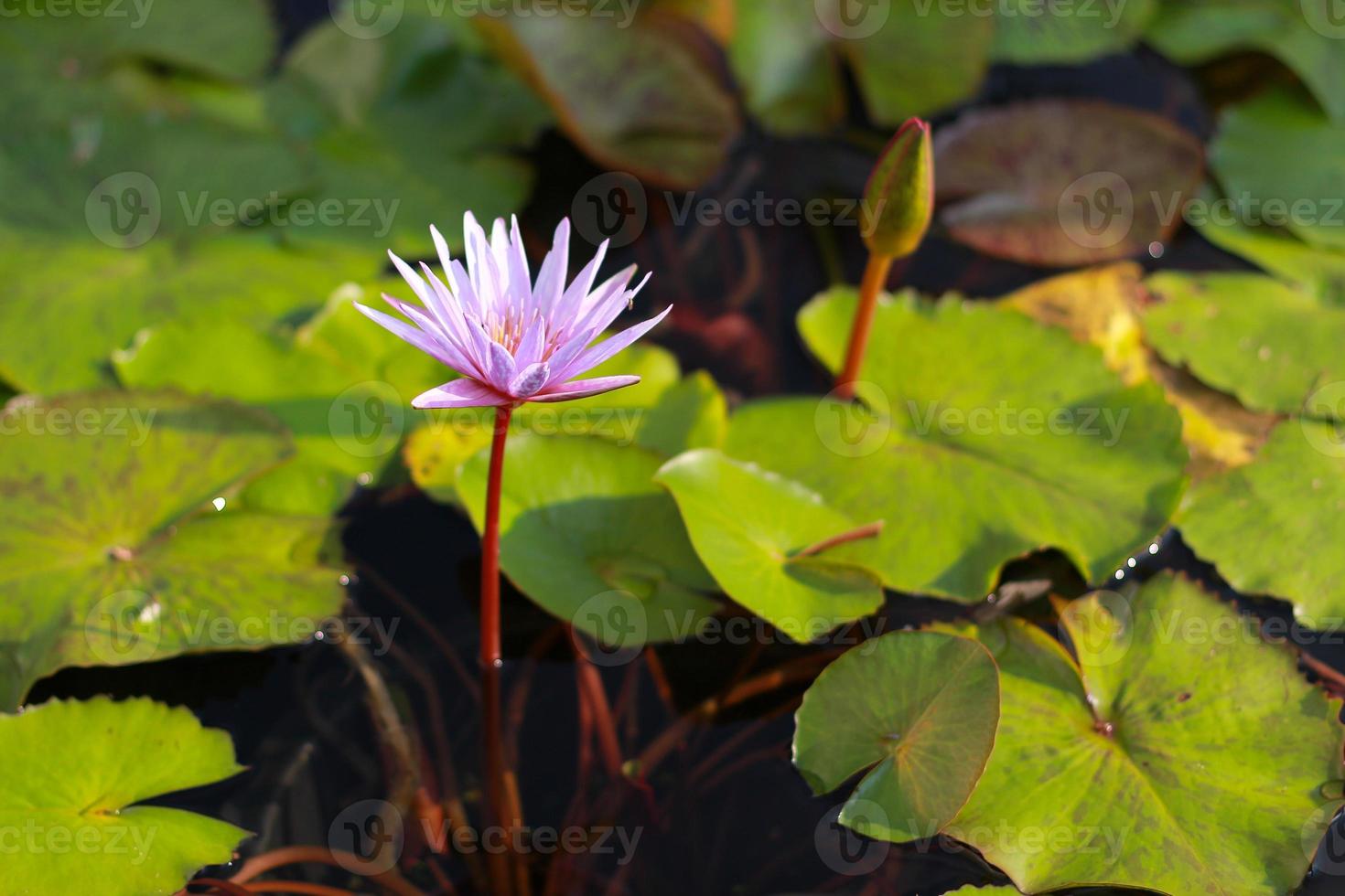 rosa Lotusblume, die im Pool blüht foto