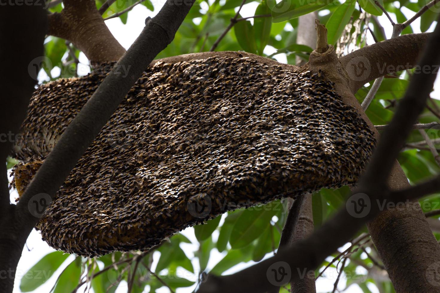 Honigbienenschwarm hängt im Baum foto