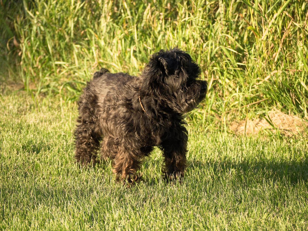 schwarzer Schnauzerhund, der im Gras steht foto