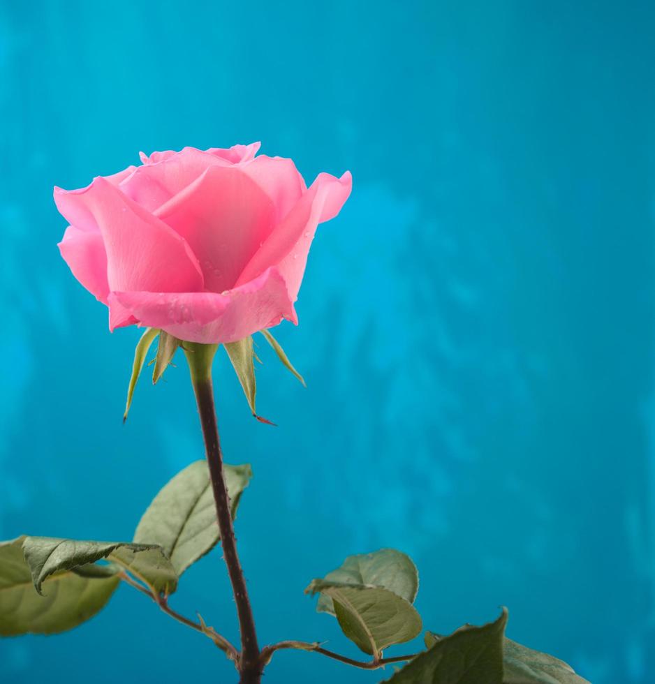 einzelne blühende rosa Rose mit Wassertropfen und blauem Schmutzbeschaffenheitshintergrund foto