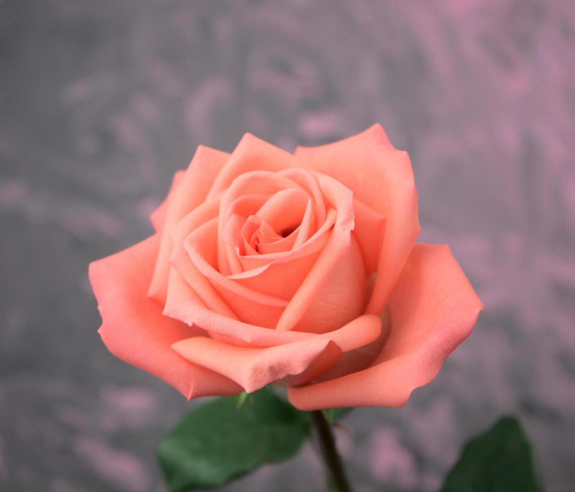 Nahaufnahme einer einzelnen blühenden Tönungsfarbe von orange und rosa Rose foto