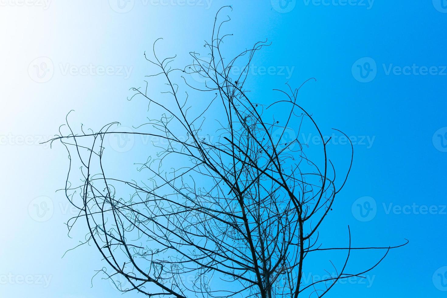 getrockneter Baum auf blauem Himmel foto