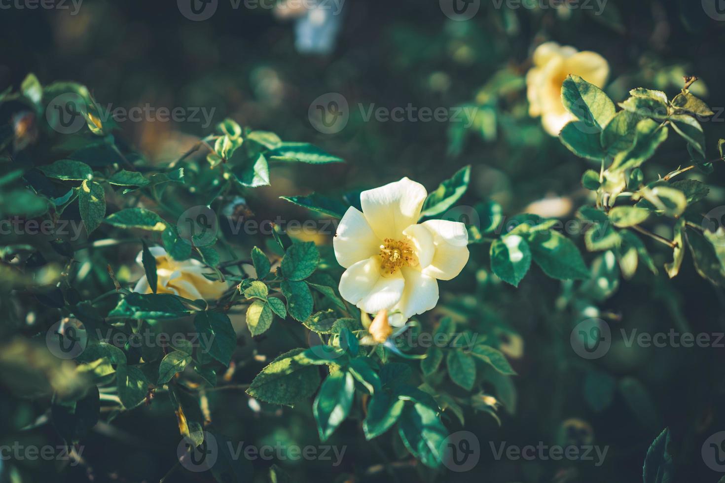 Blüten von Mini-Rosenbüschen foto