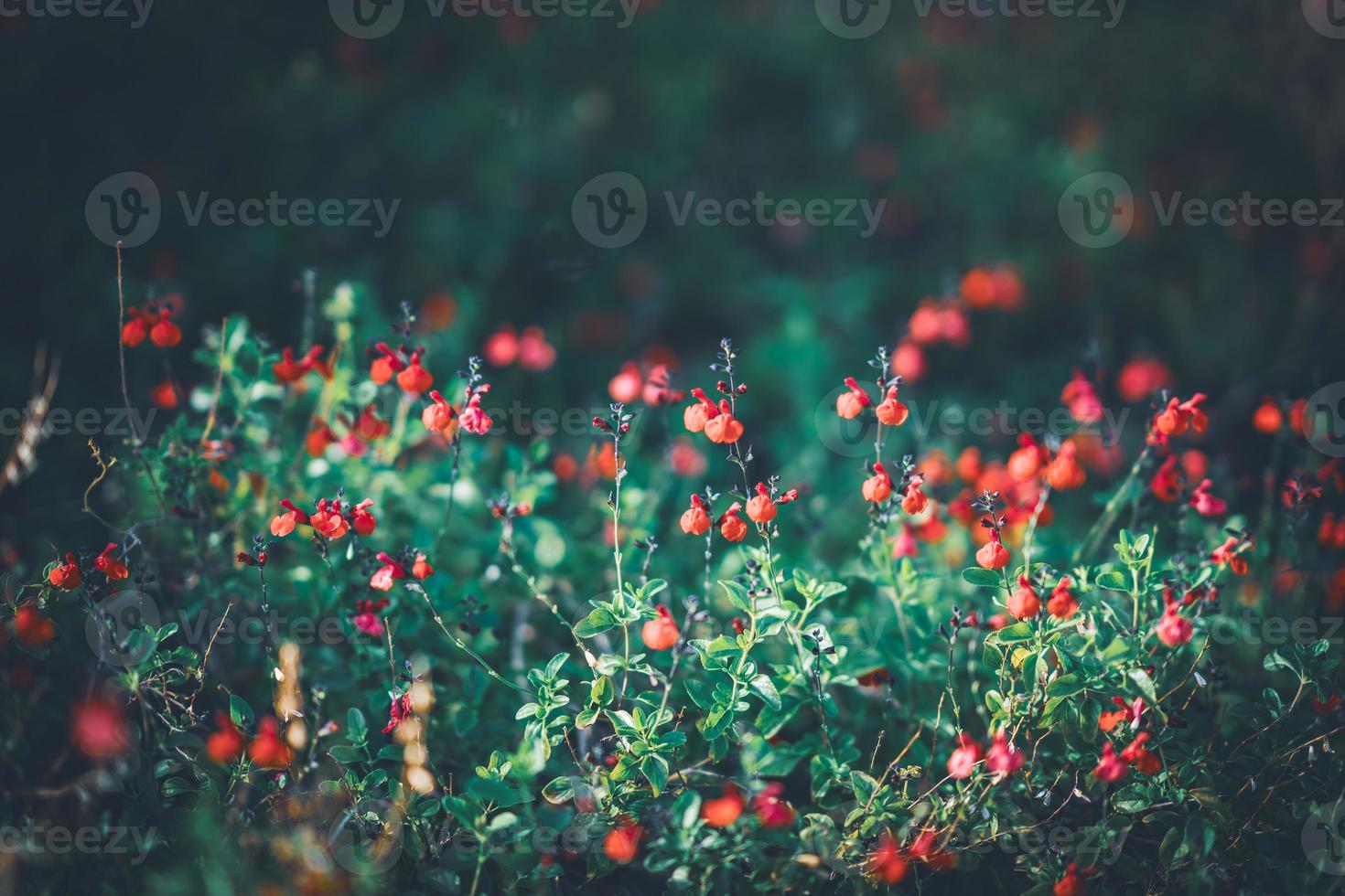 winzige rote Blüten von Salbei foto