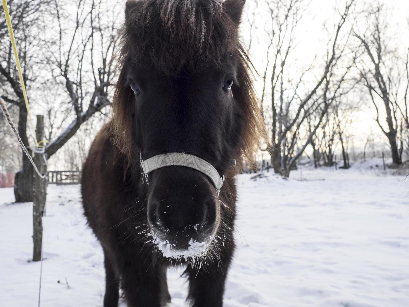 Porträt eines Miniaturpferdes, das die Kamera betrachtet, die in einem schneebedeckten Hof steht foto