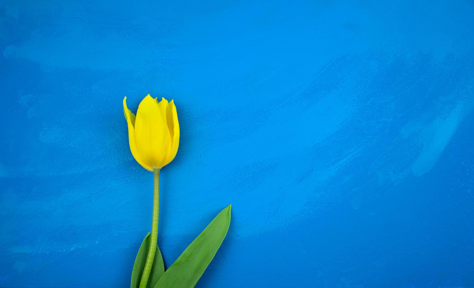 gelbe Tulpe flach lag auf handgemachtem hellem Blau foto