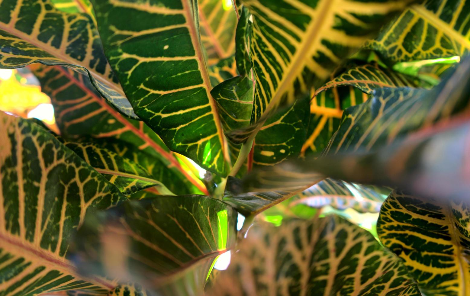 lebendige bunte abstrakte natürliche Blätter Textur Hintergrund foto