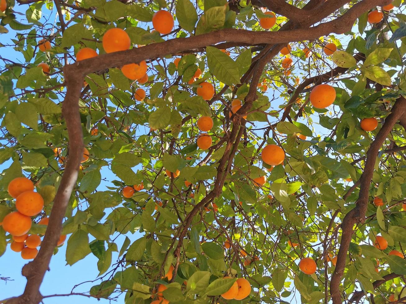 Mandarin Baum mit Früchte, Valencia, Spanien foto