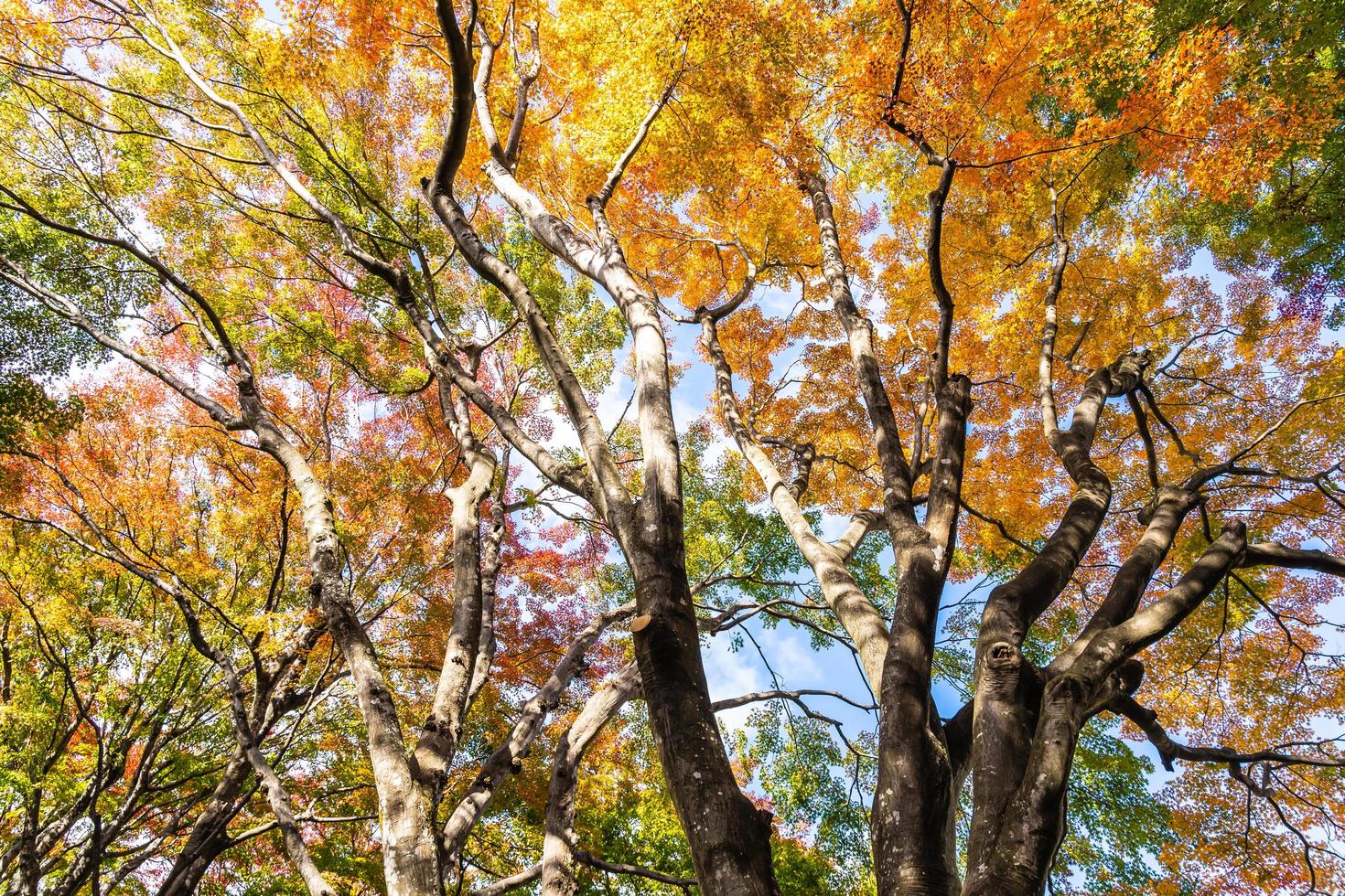 Ahornbäume im Herbst foto