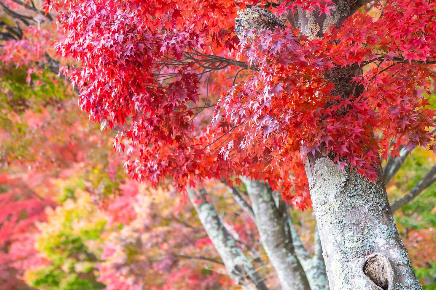 Ahornbäume im Herbst foto