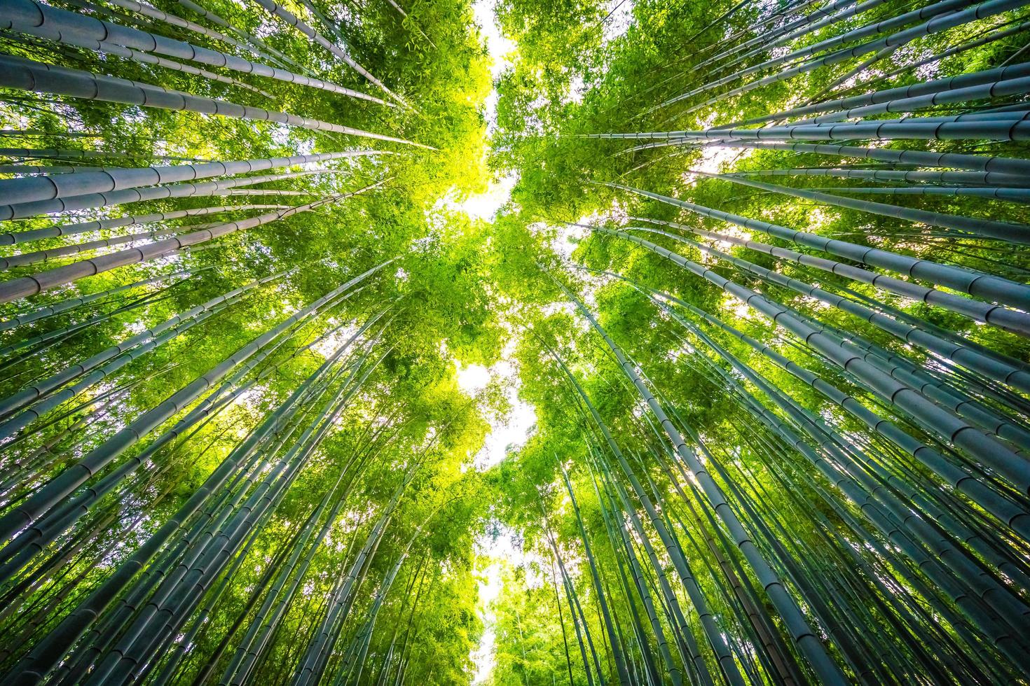 Bambushain im Wald bei Arashiyama bei Kyoto, Japan foto