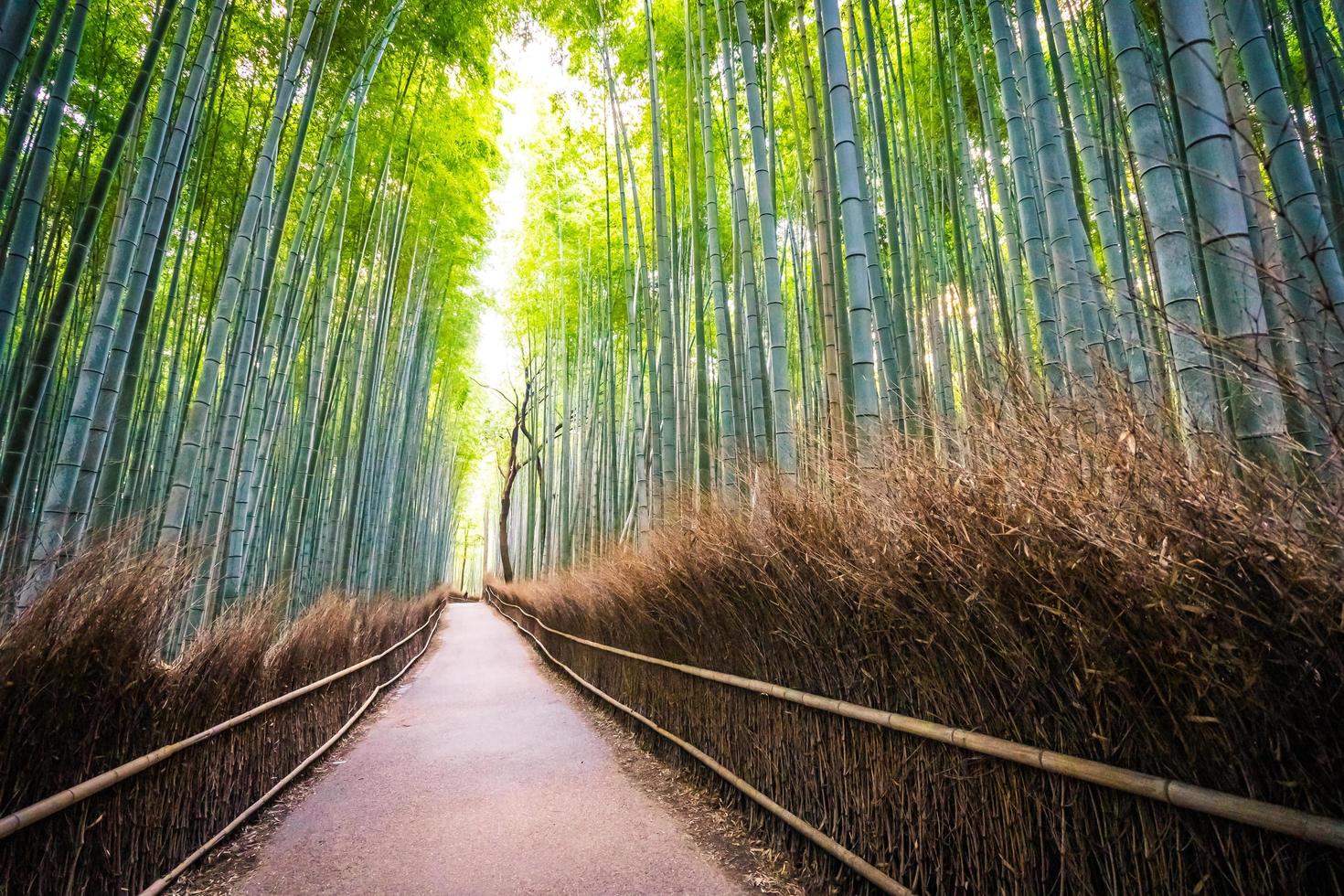 Bambushain im Wald bei Arashiyama bei Kyoto, Japan foto