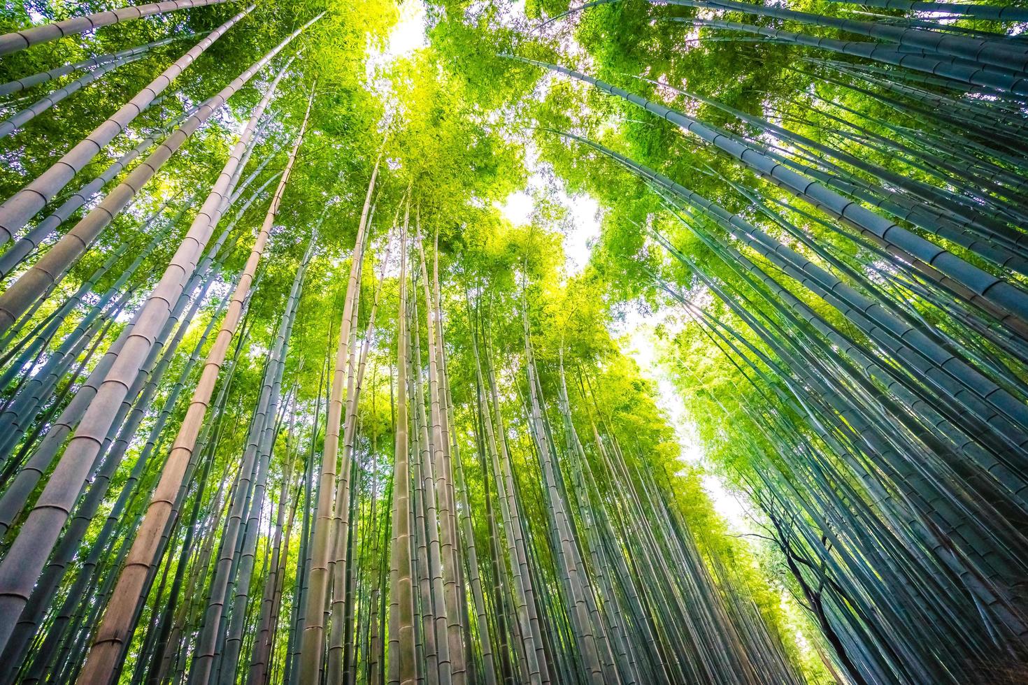 Bambushain im Wald bei Arashiyama bei Kyoto, Japan foto