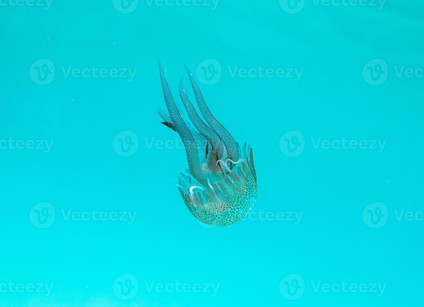 transparent Qualle schwimmt im ein kristallin Meer foto