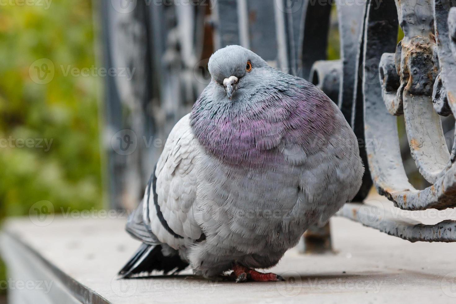 Porträt einer schönen Taube foto