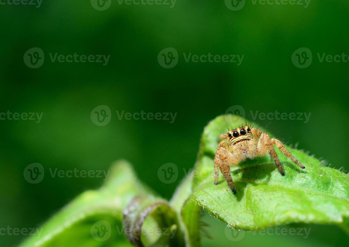 Foto Springen Spinne