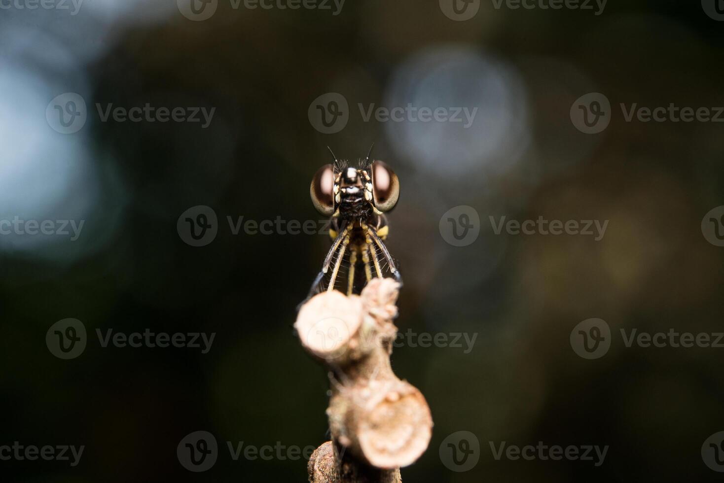 Libelle auf Baum Ast foto