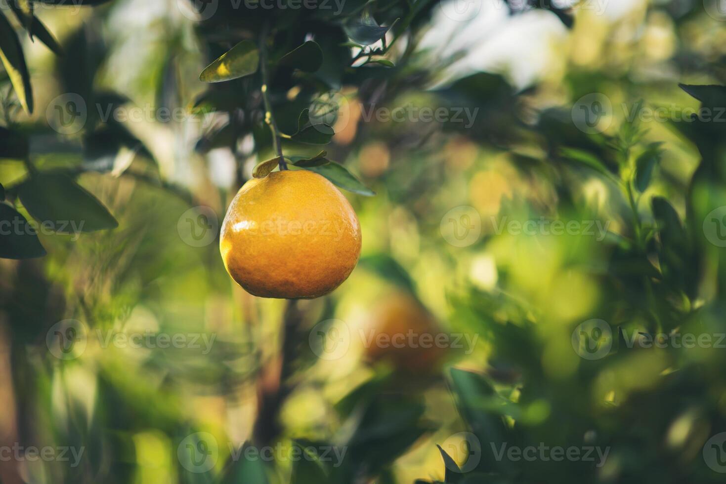Foto Orange Garten