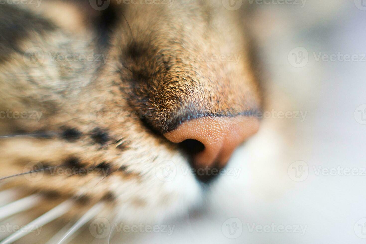 Katze Nase schließen. Katze Kopf mit ein Nase Nahansicht foto