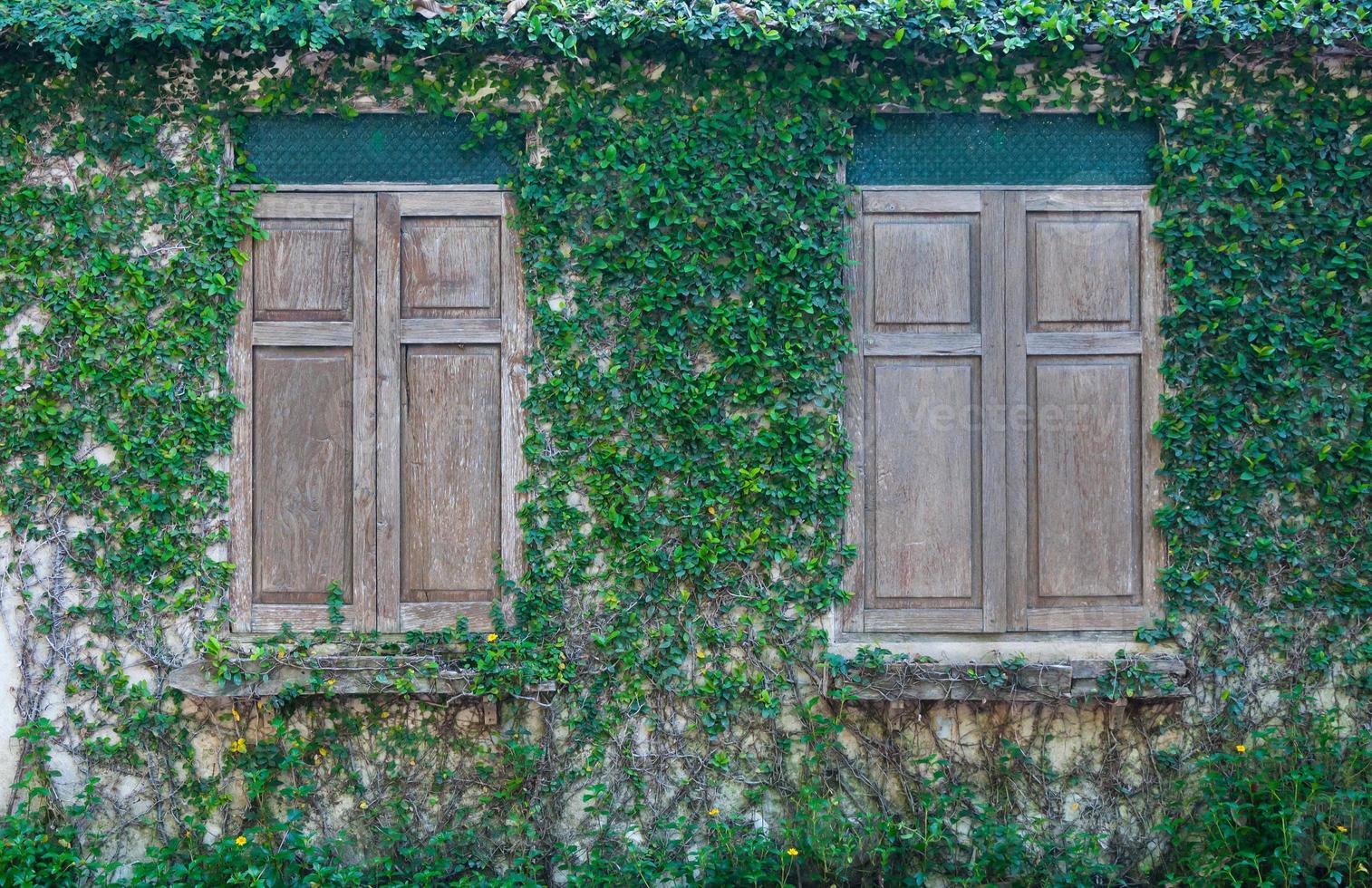 geschlossen Holz Fenster und ein Mauer bedeckt mit Efeu, Holz Fenster und Grün Kriechpflanze Pflanze auf Mauer foto