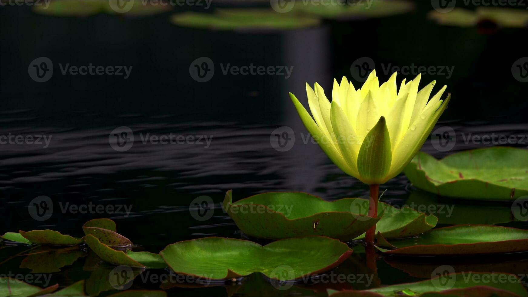 Lotus Blumen und Blätter auf See Wasser foto