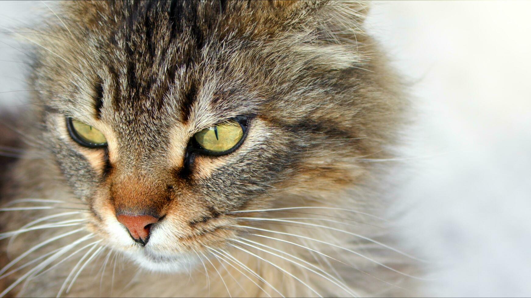 süße säugetier tier haustier katze foto