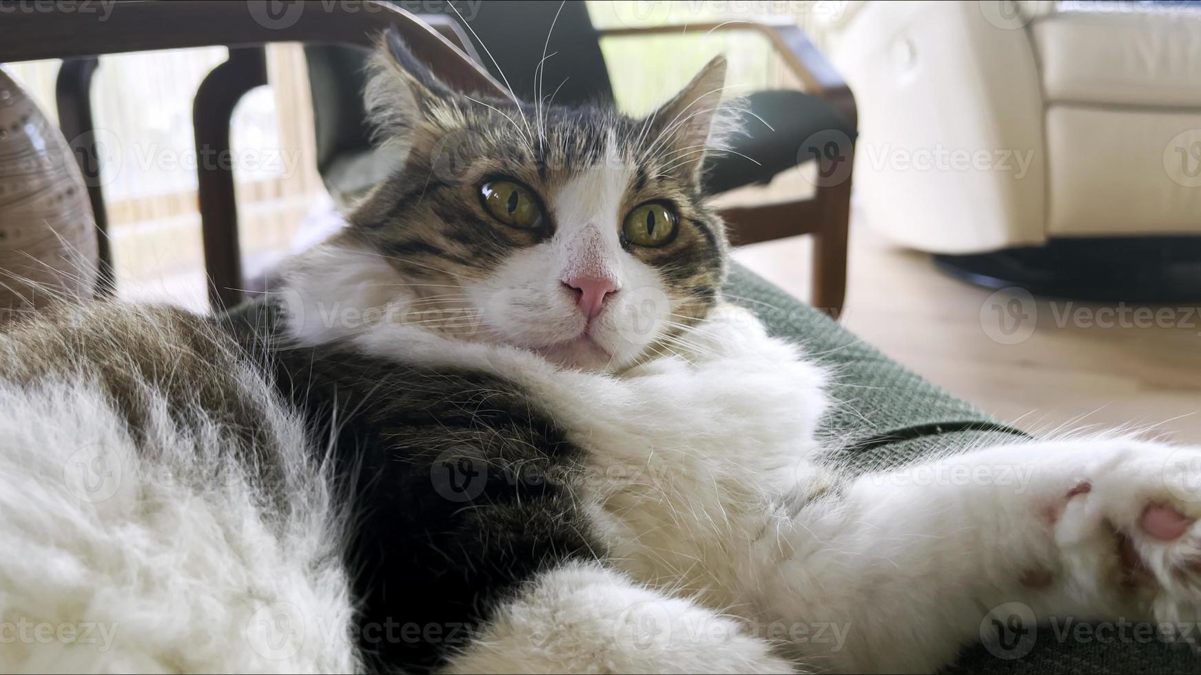 süße säugetier tier haustier katze foto