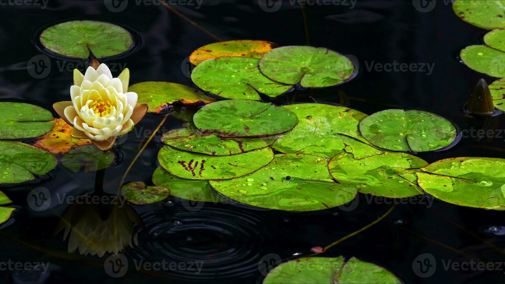Lotus Blumen und Blätter auf See Wasser foto