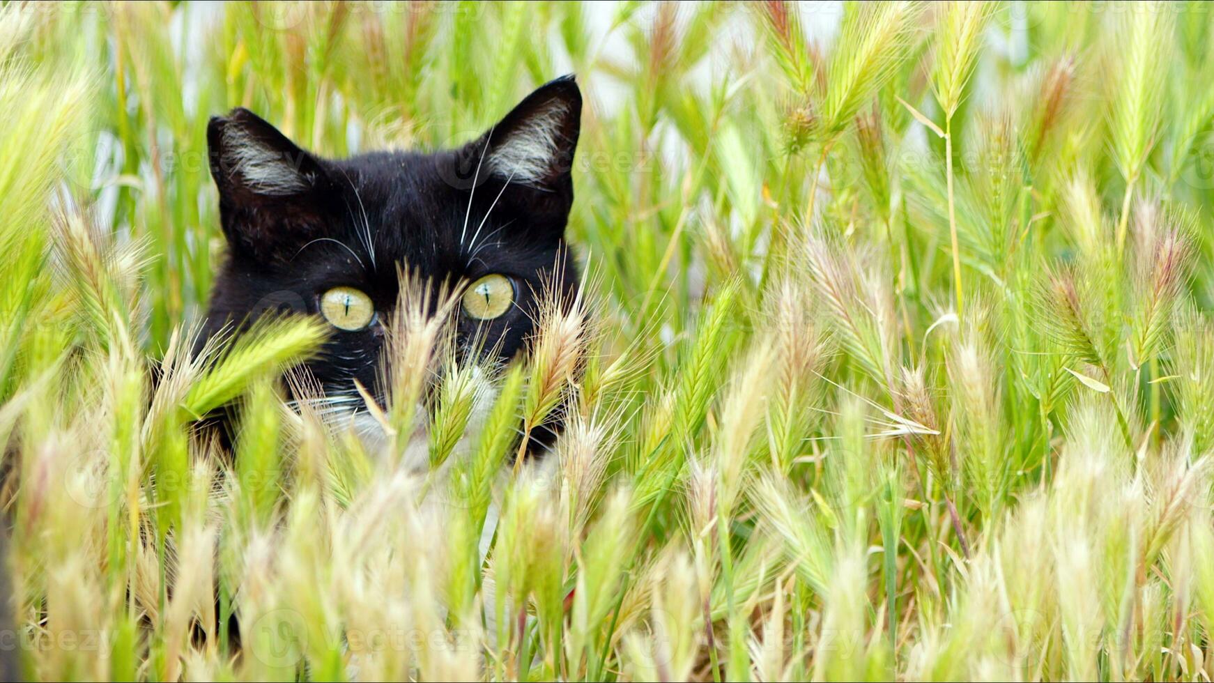 süße säugetier tier haustier katze foto