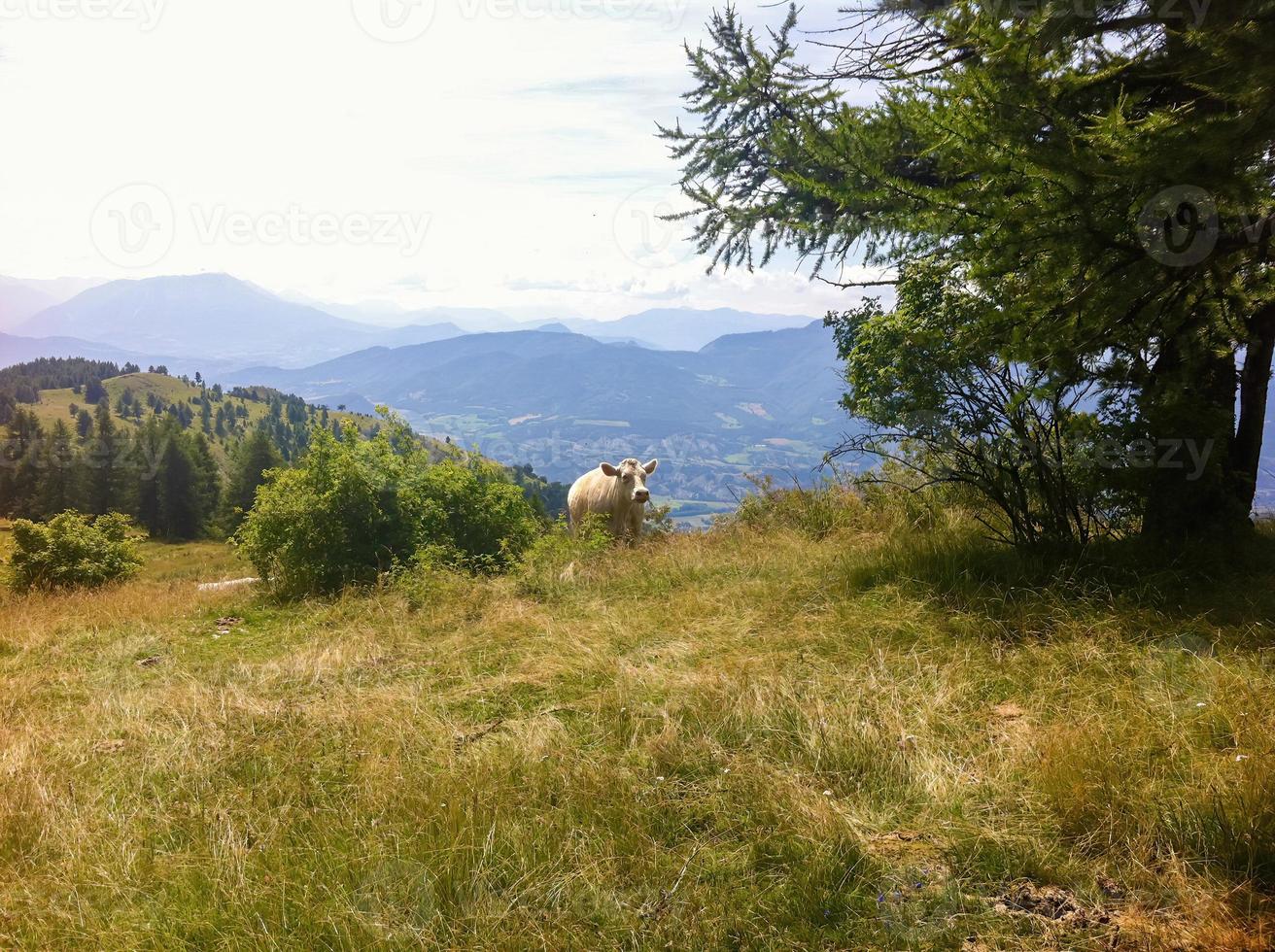 Französisch Alpen Kuh Landschaft foto
