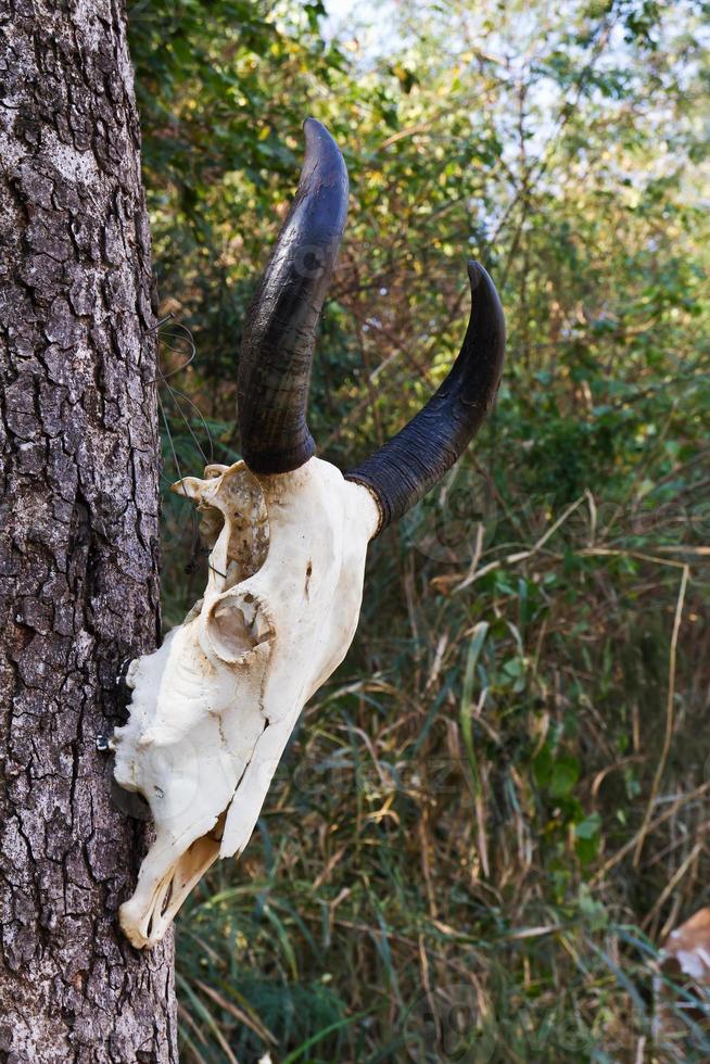 Schädelbüffel auf Baum foto