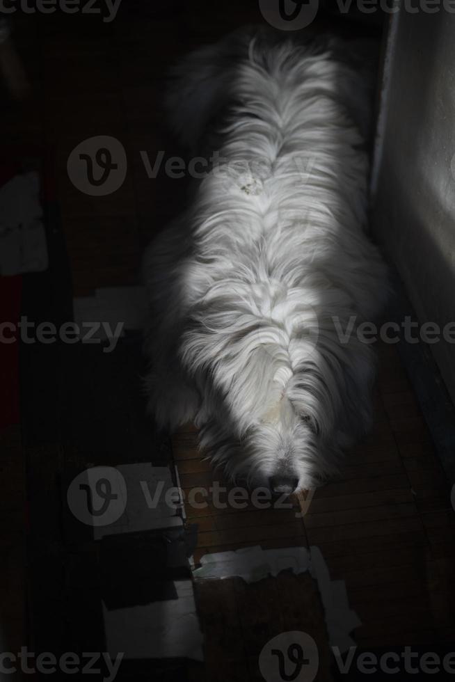 Hund beim Zuhause auf Boden. Haustier im Wohnung. Tier im Gang. foto