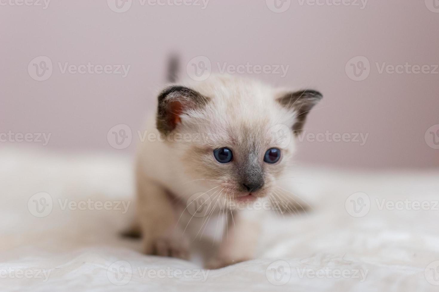 Porträt von ein wenig Siamese Kätzchen mit Blau Augen, ein braun Nase und ein lange Schnurrbart. auf ein Sanft Decke. Nahansicht. selektiv Fokus. Platz zum Text. verschwommen Rosa Hintergrund. foto