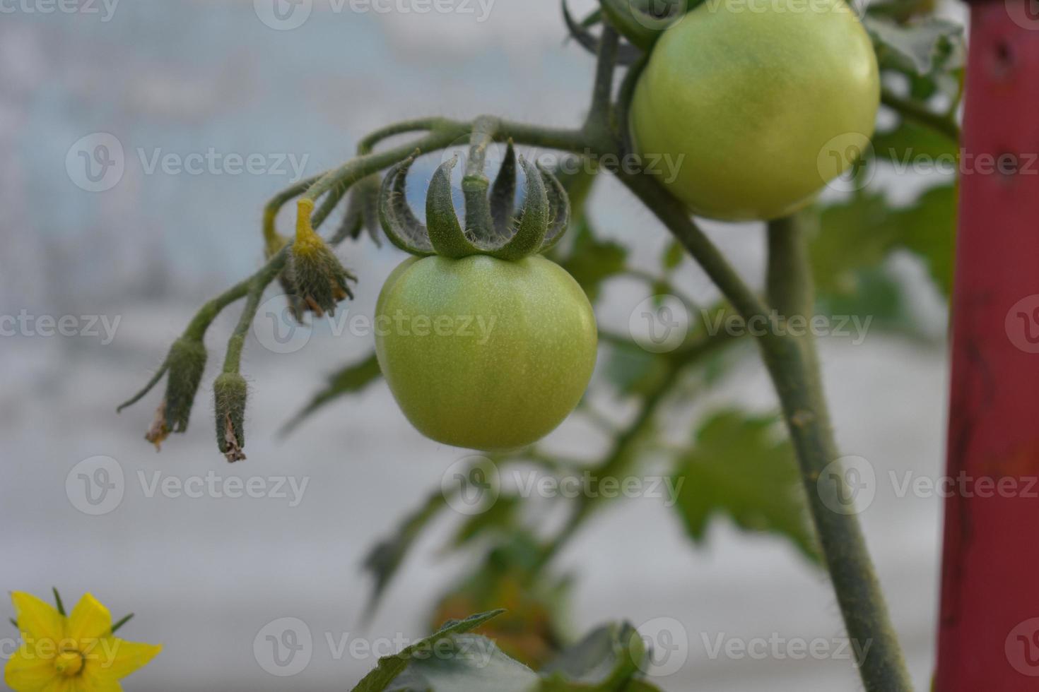 Tomaten Das Geschmack mögen Sonnenschein foto