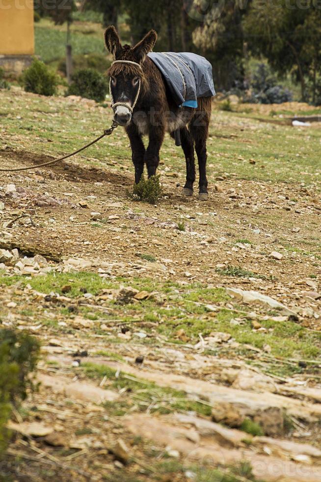 Esel in Bolivien foto