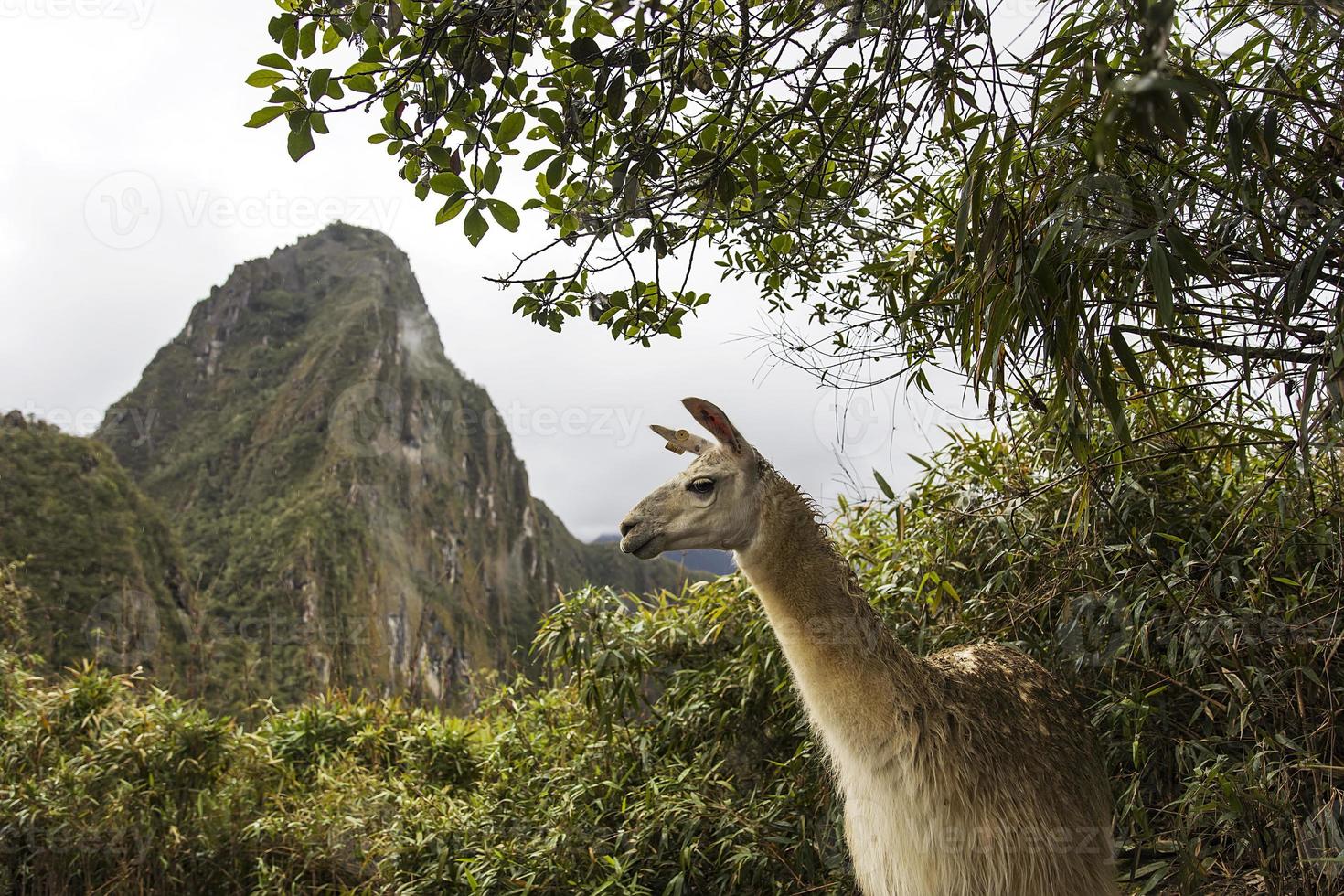 Lama bei Machu Picchu in Peru foto