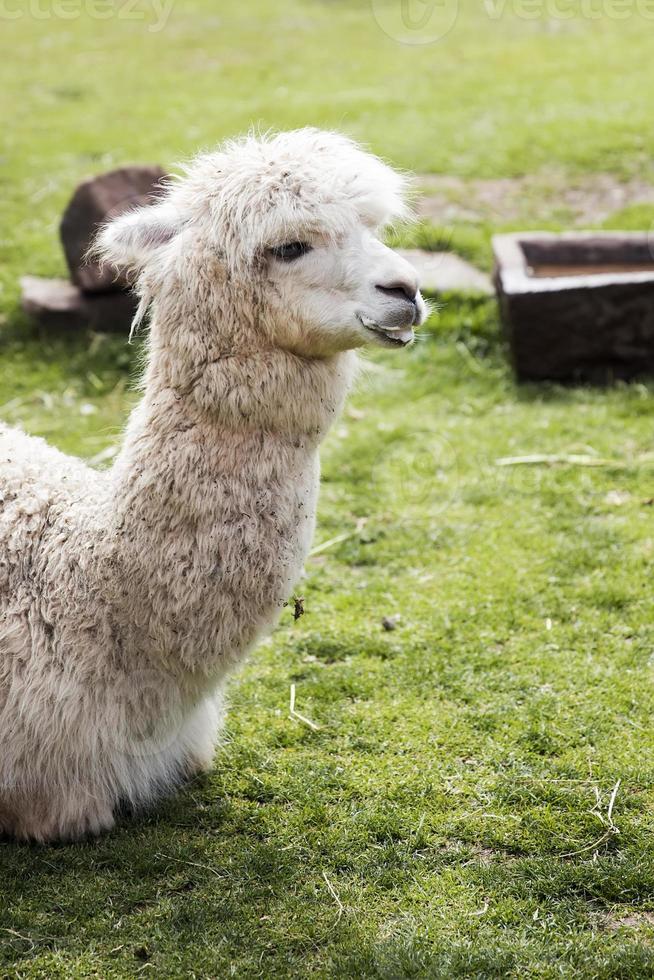 süßes kleines Baby Alpaka foto