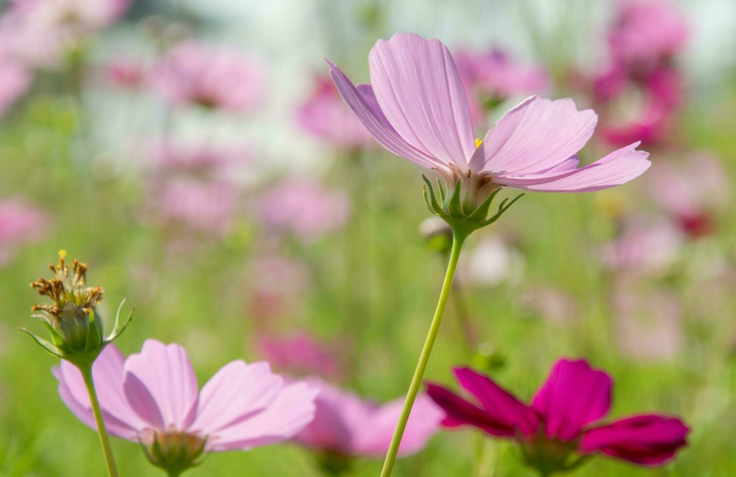 Süss Rosa Kosmos Blumen Blühen draußen, Nachmittag, sonnig, im das botanisch Garten. Kopieren Raum foto