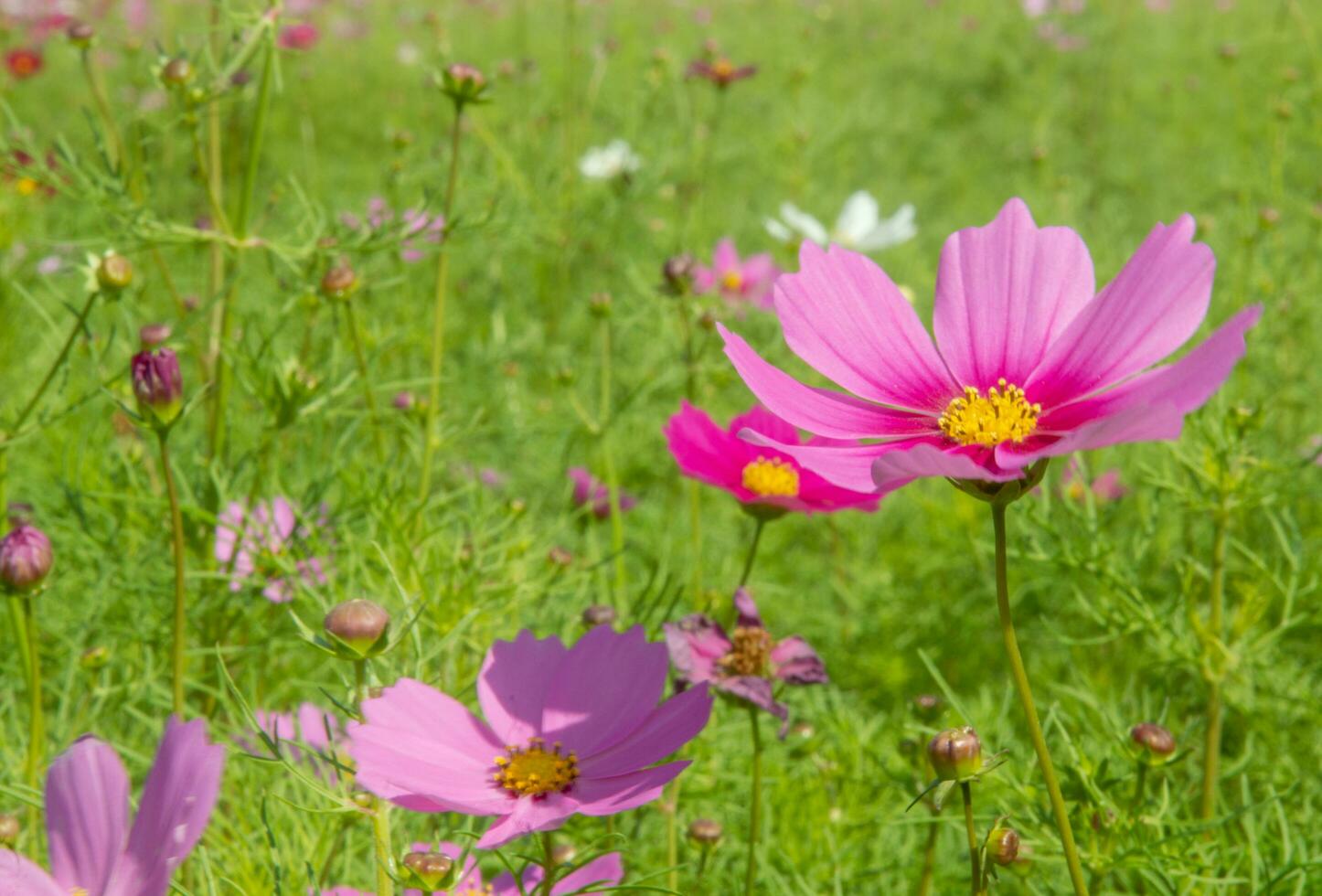 Süss Rosa Kosmos Blumen Blühen draußen, Nachmittag, sonnig, im das botanisch Garten. Kopieren Raum foto