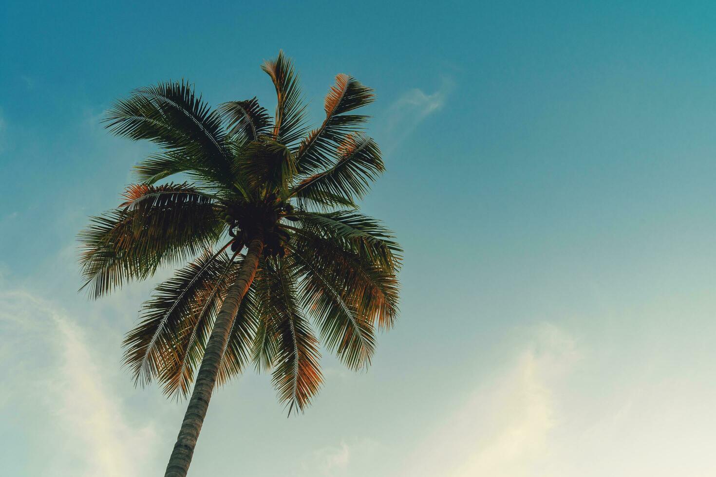 Kokosnuss Palme Baum beim tropisch Küste im Insel Strand mit Jahrgang Ton. foto