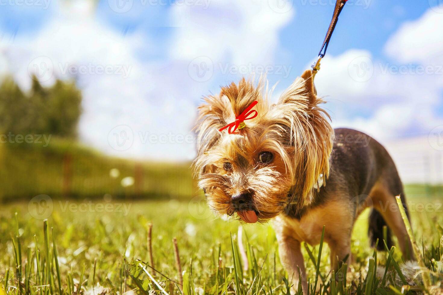 wenig Hund Spaziergänge im das Park. ein Porträt von ein Yorkshire Terrier foto