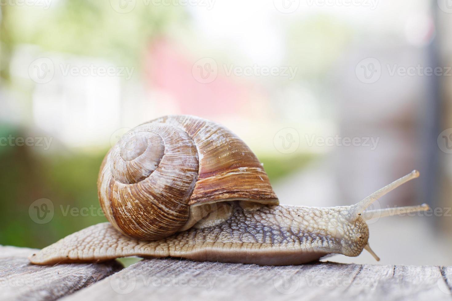 das Schnecke kriecht auf ein hölzern Hintergrund im das Garten foto