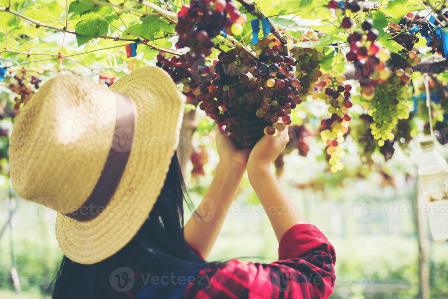 junge Frau, die Trauben im Weinberg während der Erntezeit erntet foto