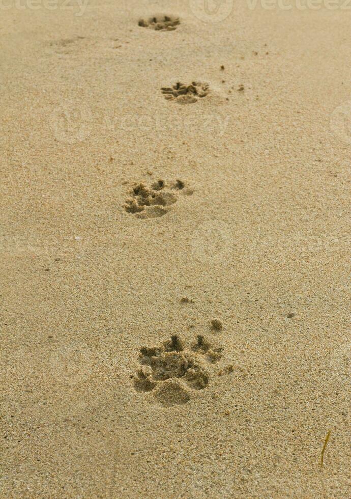 Hunde Fußabdrücke auf Sand foto