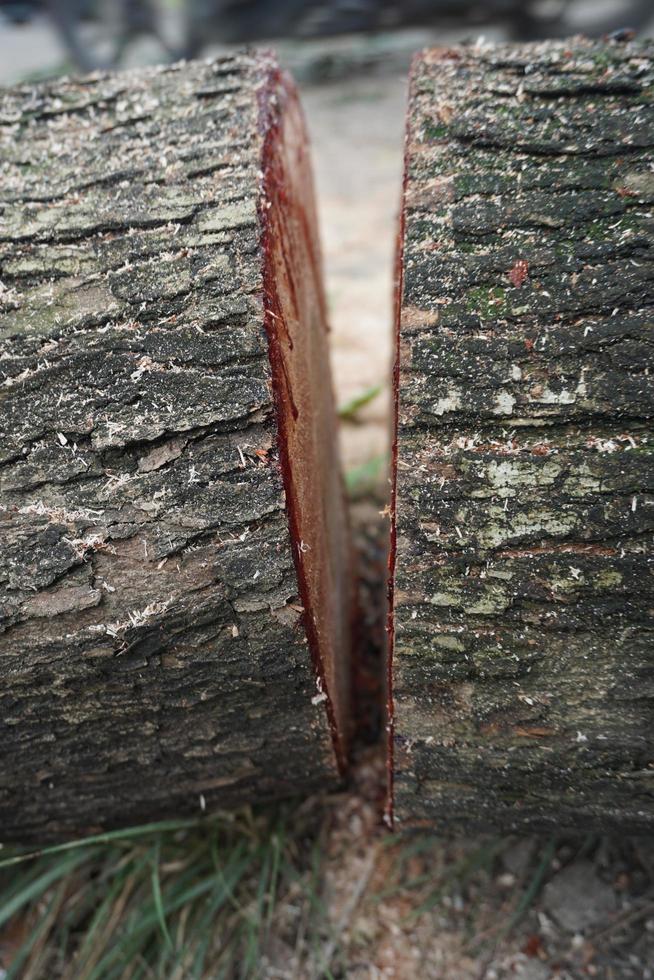 Stücke von groß Baum Stämme foto