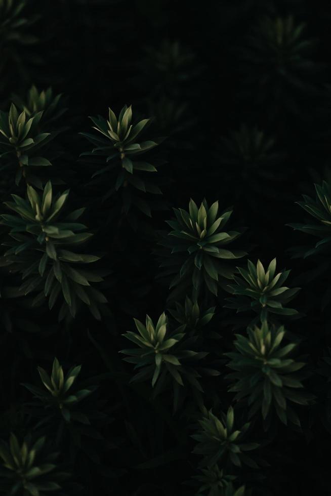 ein Hintergrund von dunkelgrünen Blättern mit Textur und Kopierraum foto