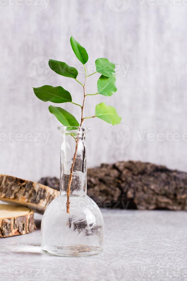 Ast mit Blätter im ein Flasche von Wasser und natürlich Materialien. Pflege zum Ökologie. Vertikale Aussicht foto