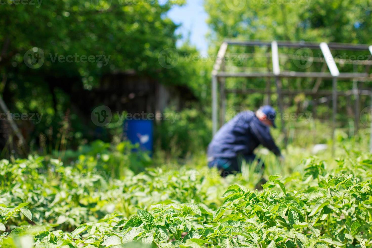 ein Mann ist Jäten Betten. Mann im das Garten foto