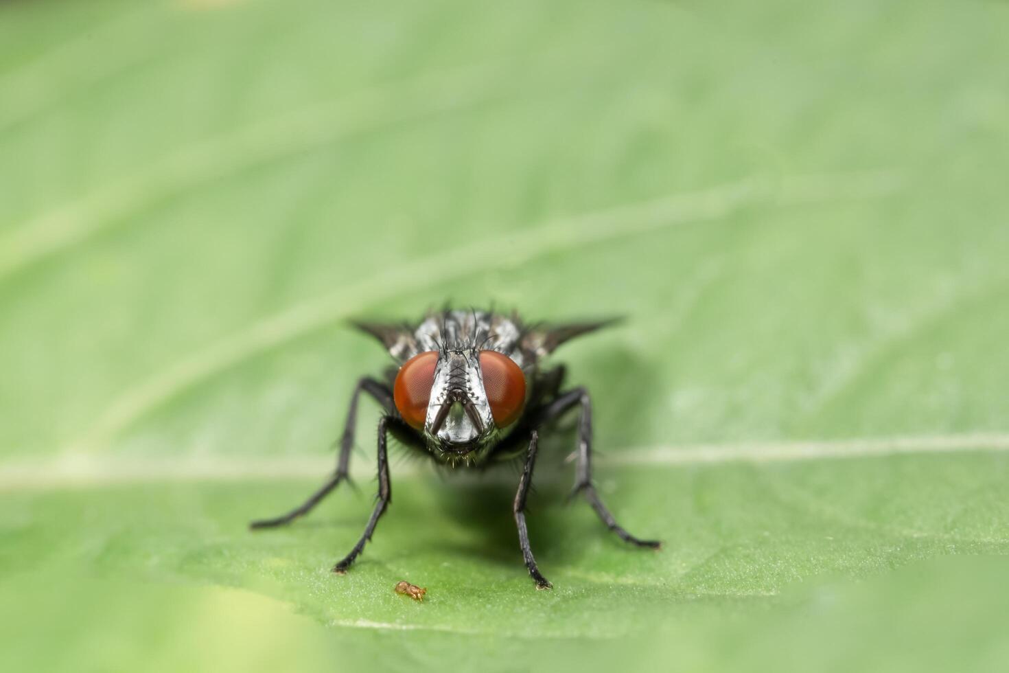 Makro fliegt Insekt foto